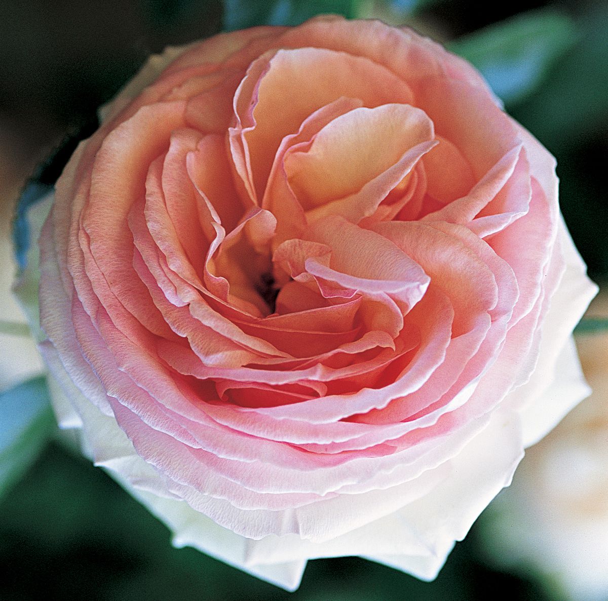 La Rosa Pierre de Ronsard de ligero perfume produce flores grandes de color - photo 4