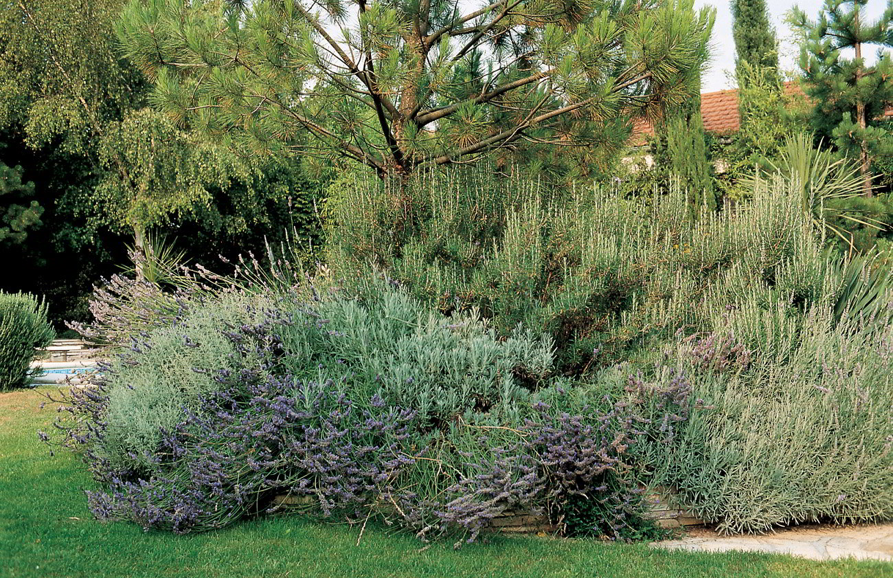 Lavanda y romero P FernandesLAmi des jardins De la preparación del - photo 2