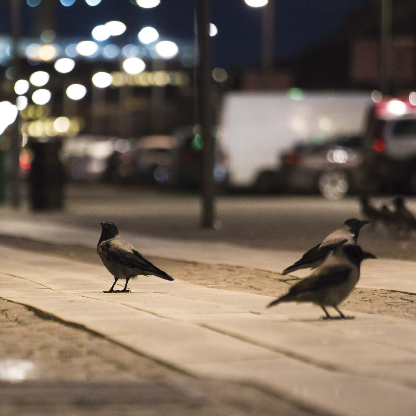 CANTAR POR LA NOCHE Algunos pájaros confunden las luces de las calles con la - photo 12