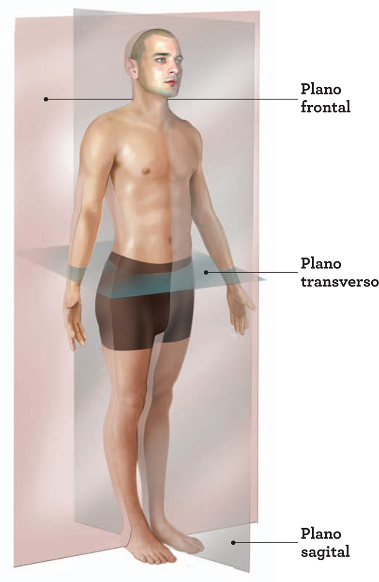 PLANO FRONTAL Divide el cuerpo en una parte ventral y una dorsal esto es - photo 8