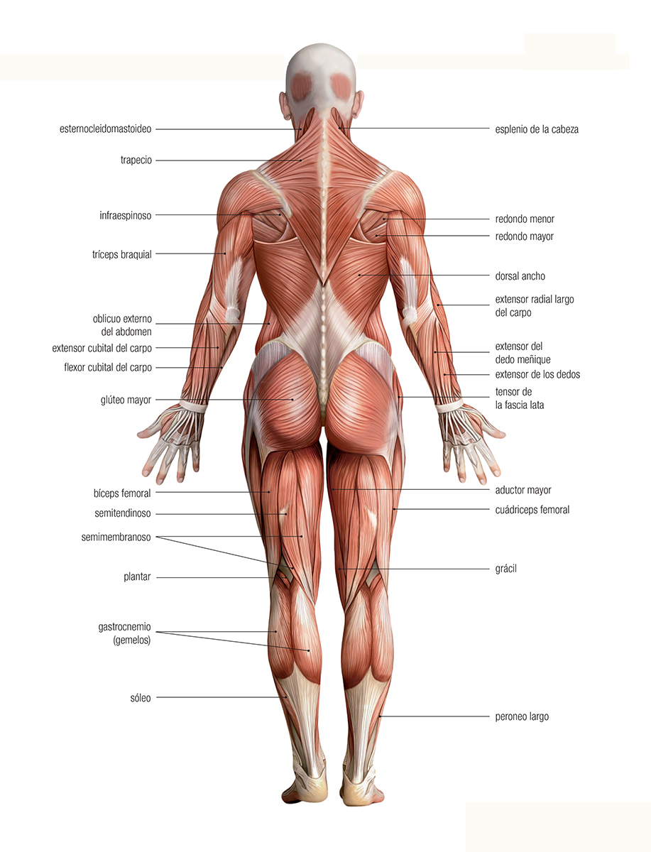 La musculación con el propio cuerpo L a musculación es el desarrollo de los - photo 8