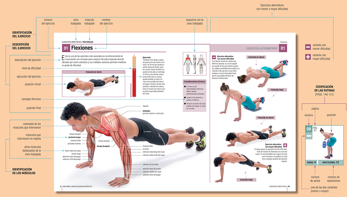 Atlas muscular La musculación con el propio cuerpo L a musculac - photo 6
