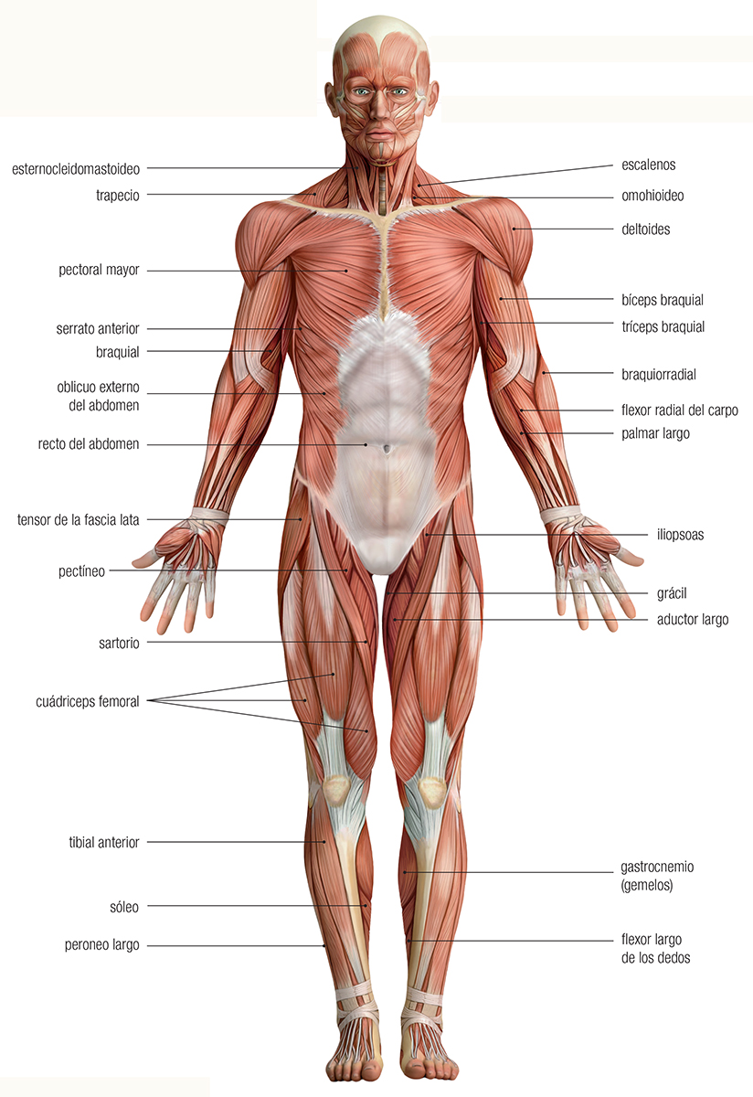 La musculación con el propio cuerpo L a musculación es el desarrollo de los - photo 7