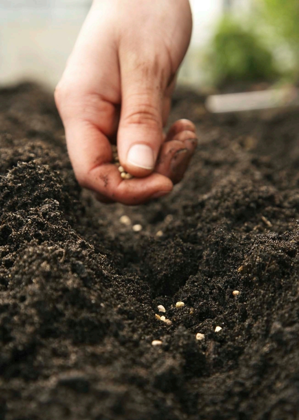 SI QUIERES SABER MÁS Las semillas terminan en el suelo porque las plantan o por - photo 7