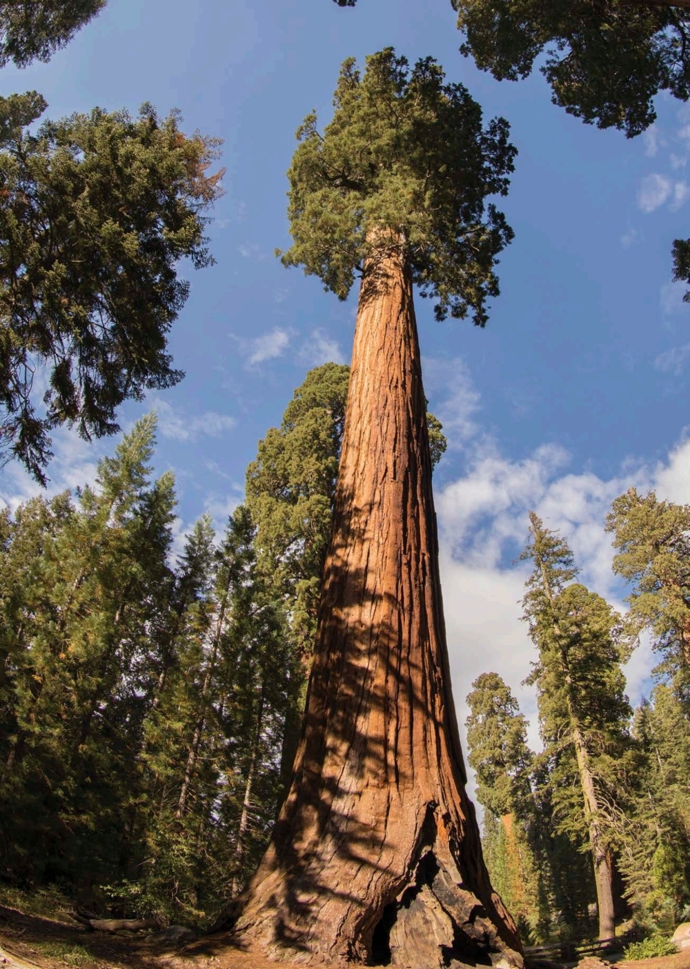 SI QUIERES SABER MÁS Una secuoya gigante de California mide más de 100 pies 30 - photo 3