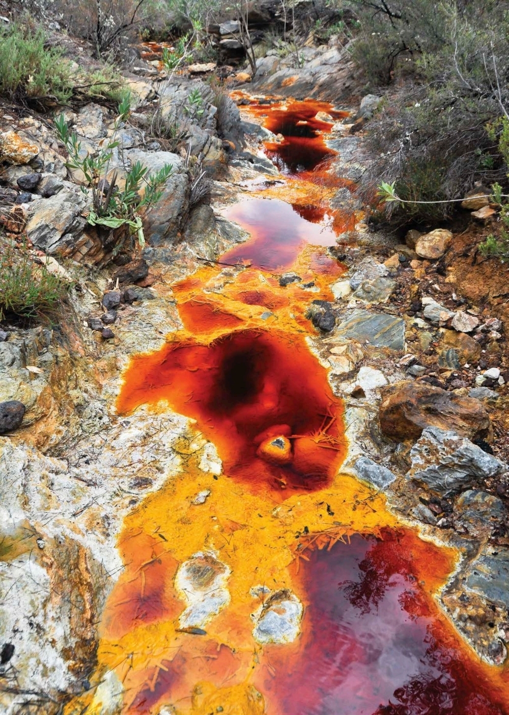 Y no solo en lugares de elevada acidez sino en sitios cuyas temperaturas - photo 8