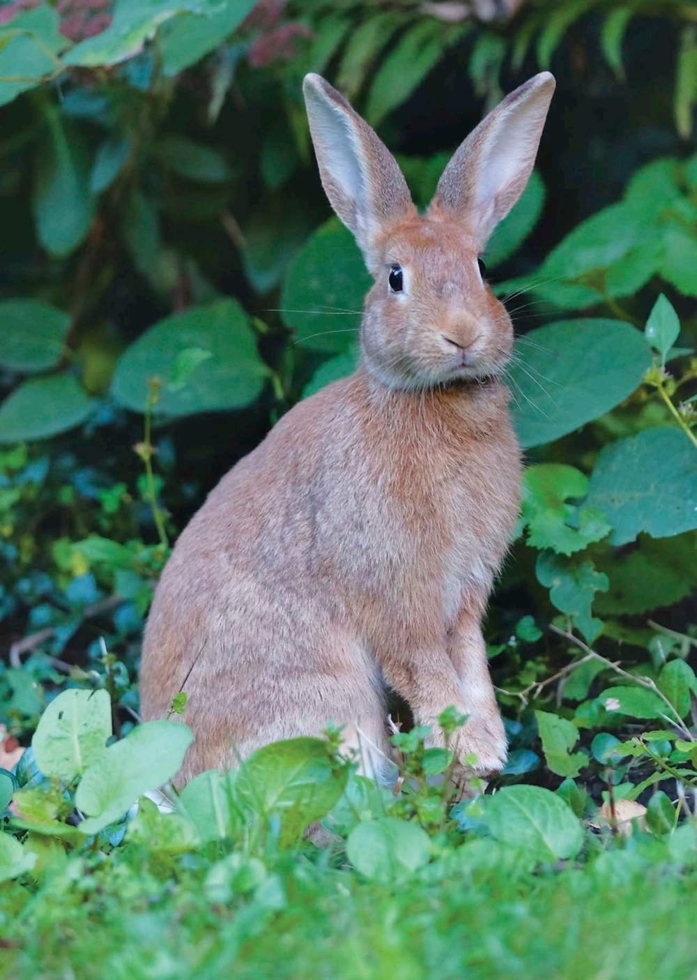 SI QUIERES SABER MÁS Las plantas y los animales son eucariotas A diferencia de - photo 3