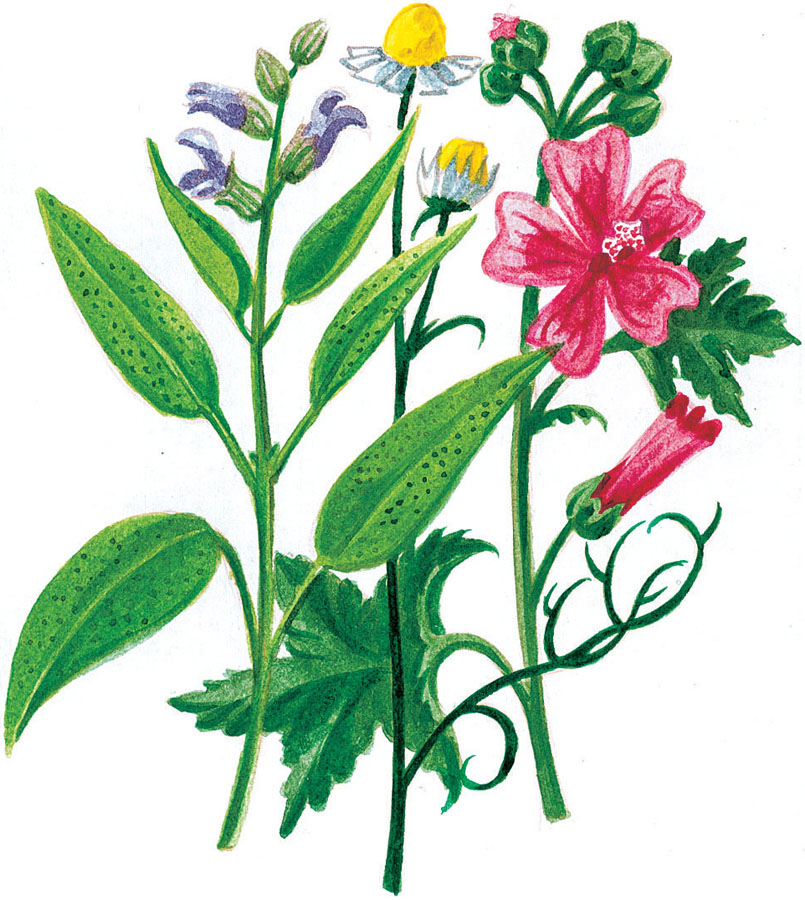 A lo largo de este libro se mencionan plantas medicinales hierbas aromáticas - photo 3