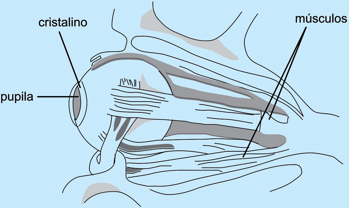 Anatomía del ojo humano Los límites de la visión En un ojo sin defectos el - photo 3