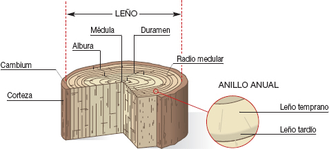 Estructura macroscópica de la madera Aspecto general de un tronco de pino - photo 7