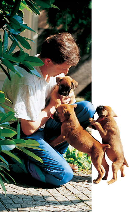 pero el hombre a veces no sabe cómo hay que tratar a los cachorros - photo 3