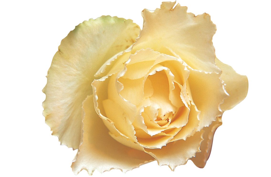 A Lorgnier para Au nom de la rose La rosa de Provins de un bello color - photo 3