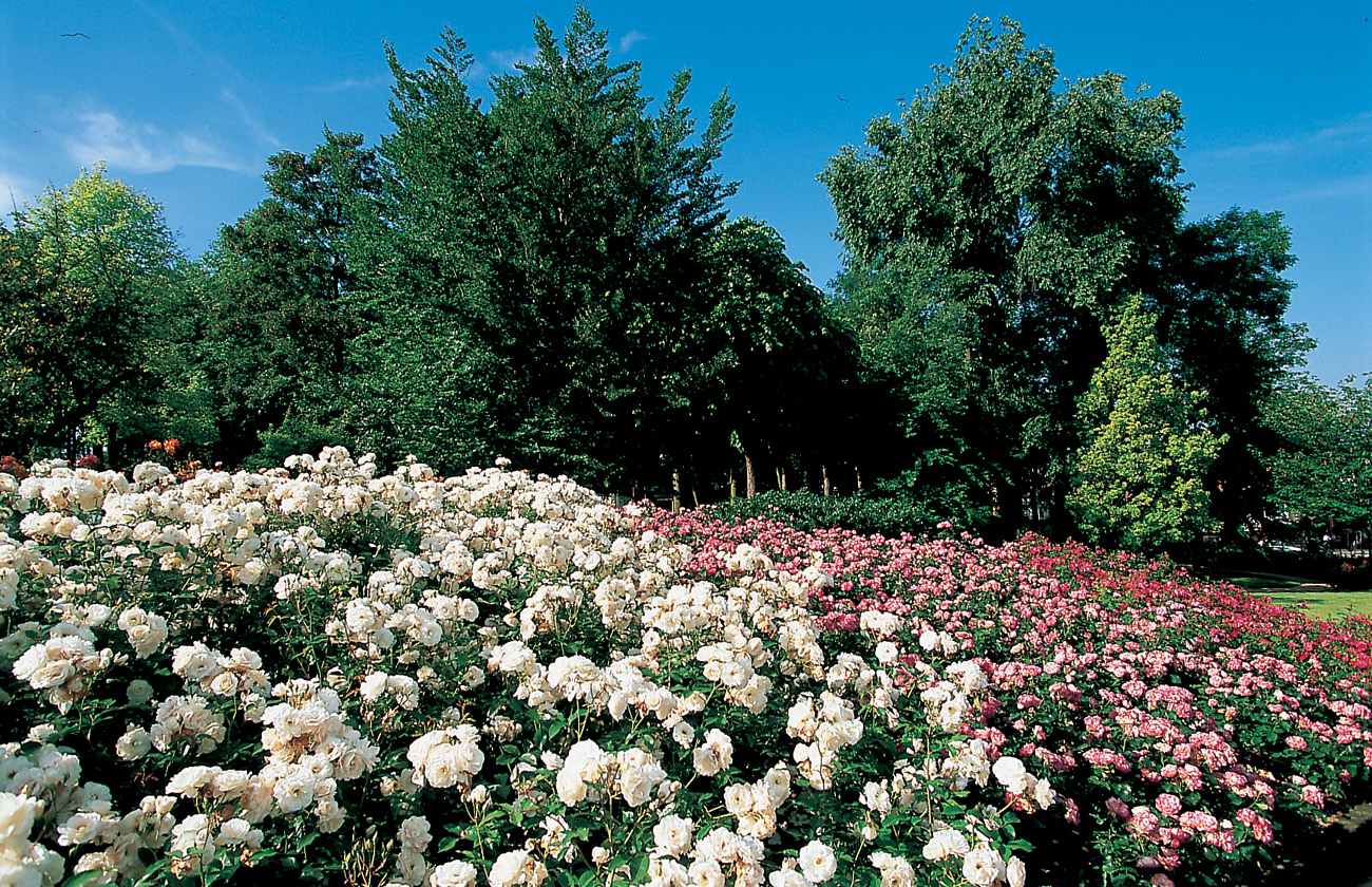 Decorativo arriate en los jardines de la rosaleda de Val-de-Marne Francia - photo 4
