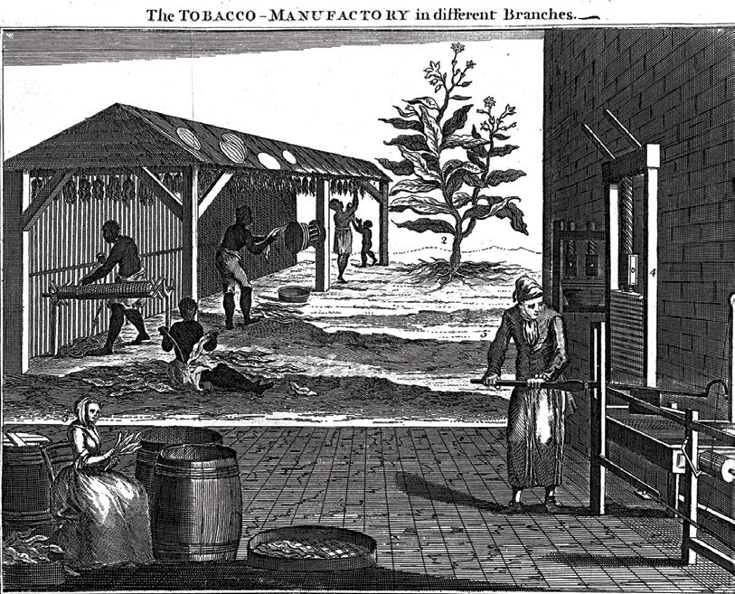 Los esclavos estaban obligados a trabajar en grandes plantaciones en los - photo 11