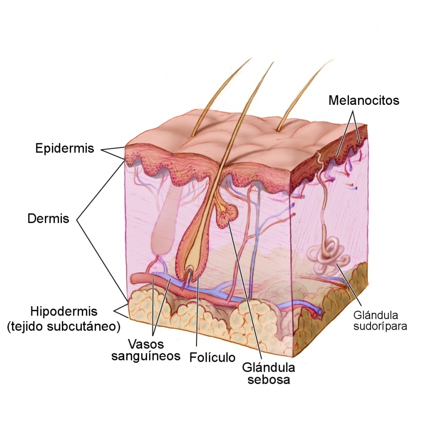 La hipodermis corresponde a la tercera capa y la más profunda de la piel cuyo - photo 1