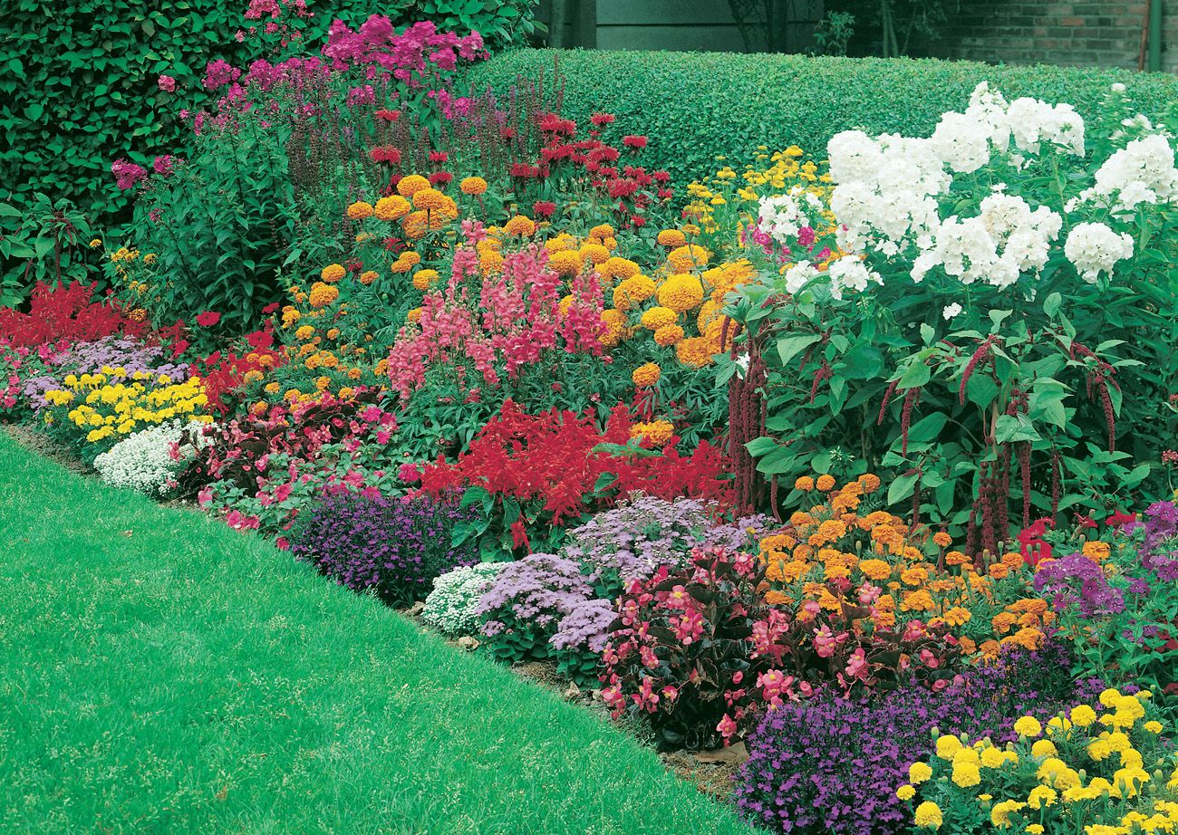 Bordura mixta de plantas vivaces anuales y arbustivas Fotografías de Maxi - photo 4