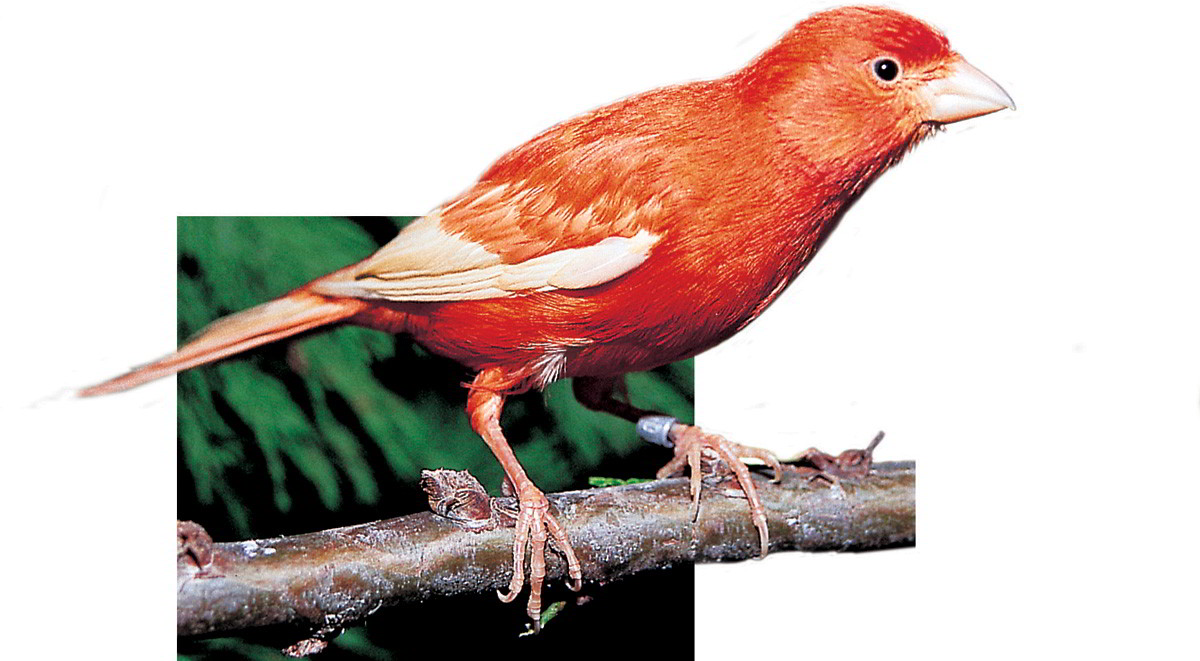 Bonito ejemplar de canario rojo intenso de alas blancas y un malinois en - photo 6