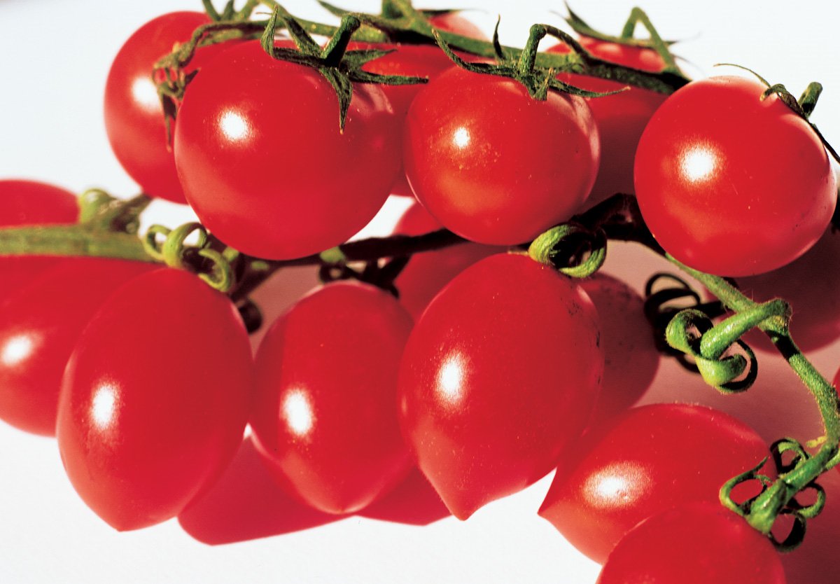 CONOCER LA PLANTA Características botánicas El tomate pertenece a la familia de - photo 5