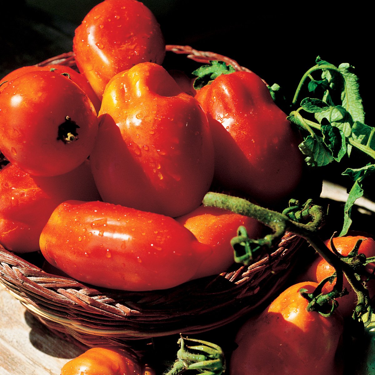 CONOCER LA PLANTA Características botánicas El tomate pertenece a la familia de - photo 6