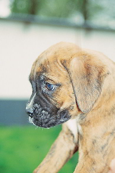 Al elegir un cachorro lo más difícil es no dejarse enternecer La persona que - photo 6