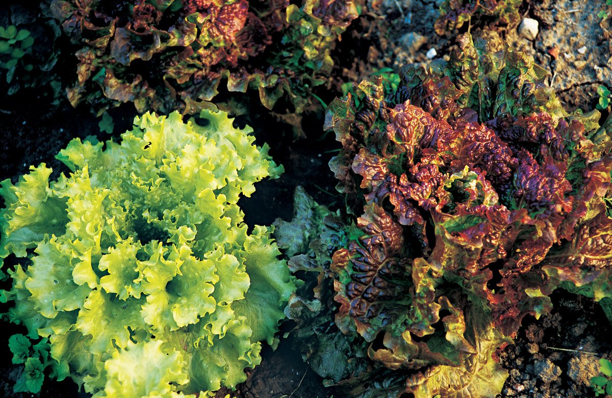 Como todas las verduras de ensalada la lechuga se cultiva por la producción de - photo 8