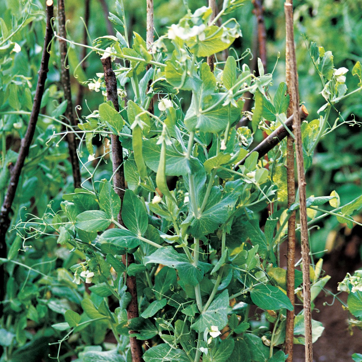 INTRODUCCIÓN A la gran familia botánica de las Leguminosas o Papilionáceas - photo 4