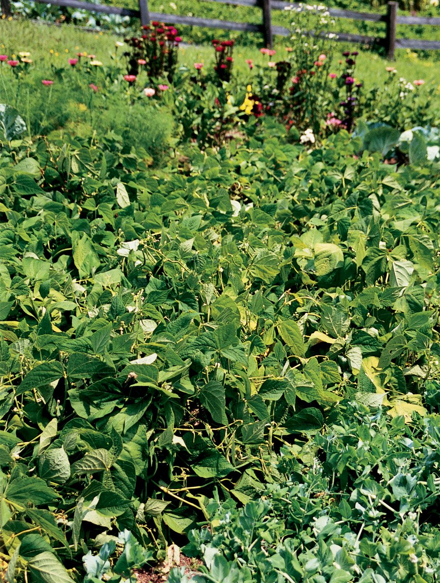 CONOCER LAS PLANTAS Los orígenes Desde hace unos años y tras largas diatribas - photo 6