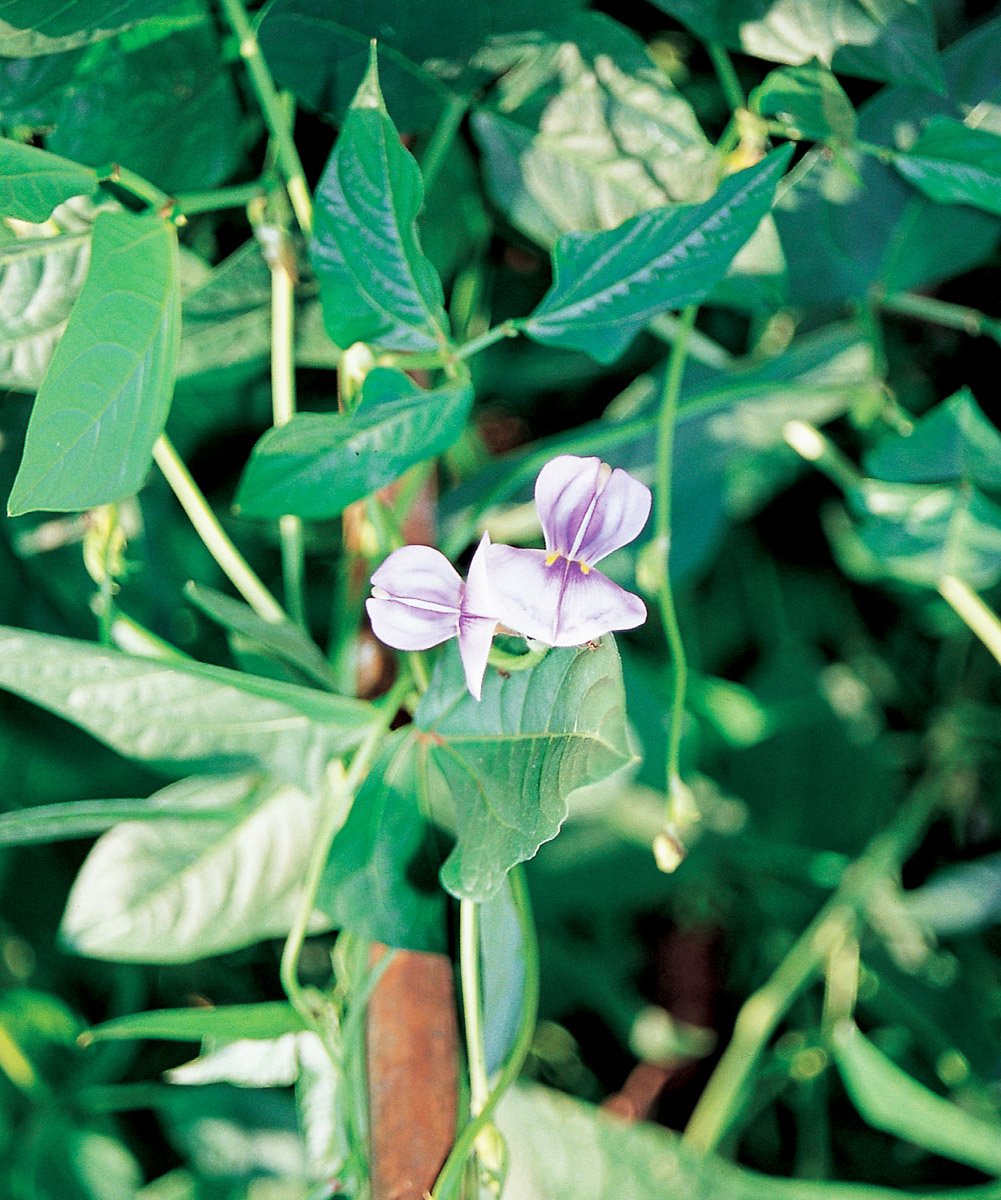 En la flor del dólico el estandarte la quilla y las alas laterales son muy - photo 7