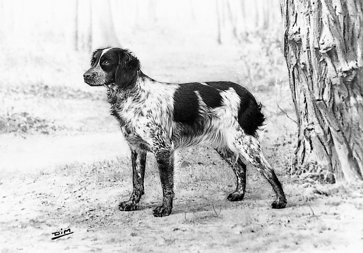 Excelente ejemplar francés de los años treinta Fotografía Dim A finales del - photo 2