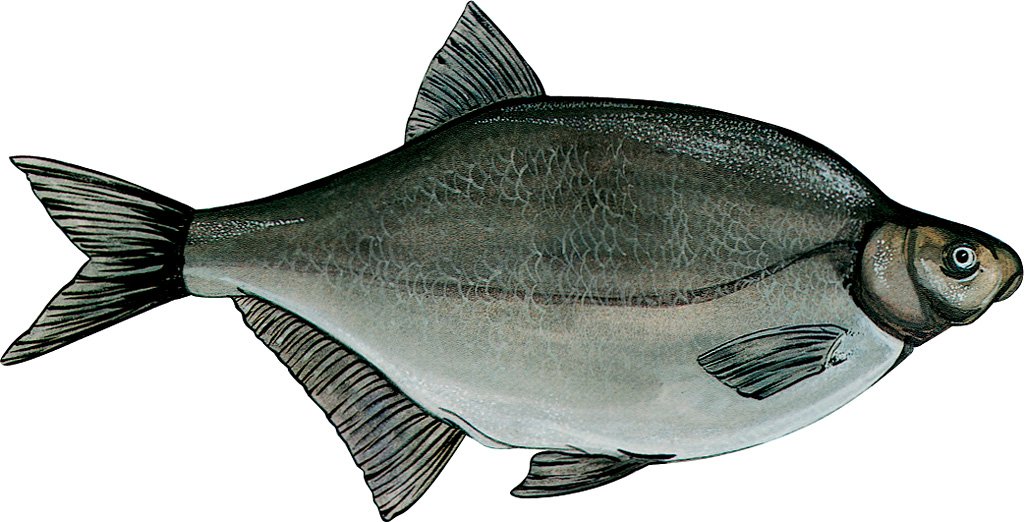 La brema es un pez que mide entre 30 y 50 centímetros de color oscuro con - photo 6