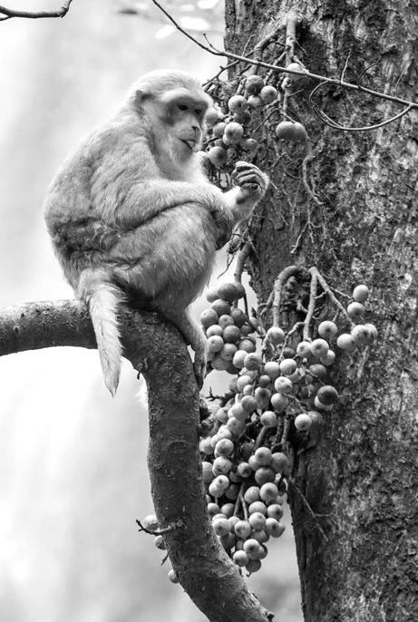 Macaco disfrutando de su fruta cómodamente y sobre todo seguro subido en un - photo 3