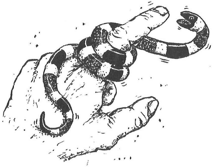 Dos familias destacadas de serpientes venenosas son las Crotalidae véase - photo 3