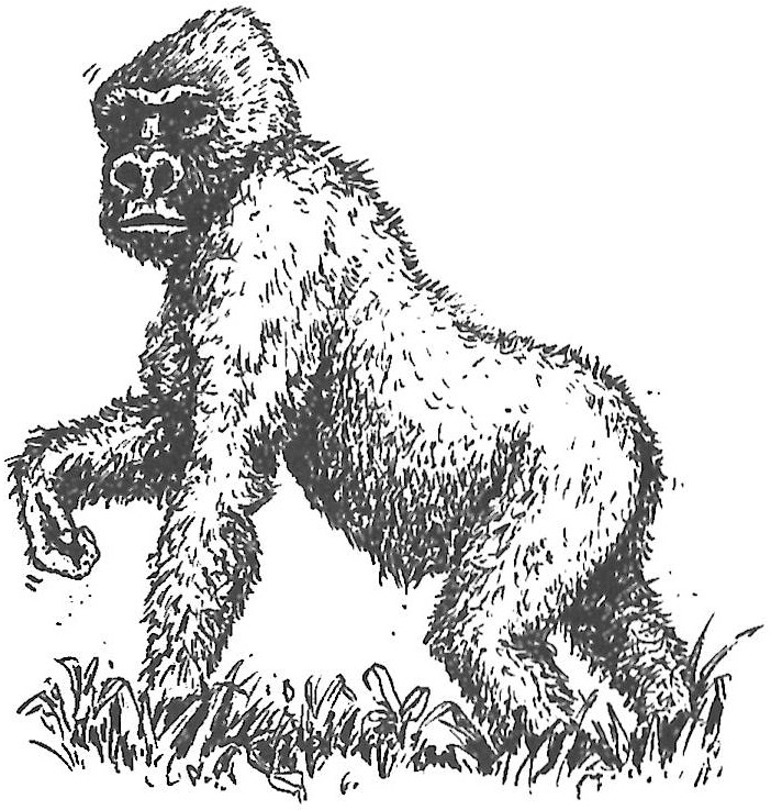 Miembros del grupo de los grandes primates están divididos en chimpancés - photo 4