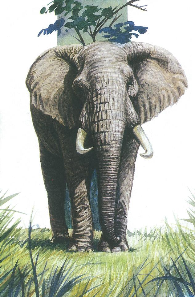 EL ELEFANTE E l rasgo más asombroso del elefante es su trompa Si te imaginas - photo 1