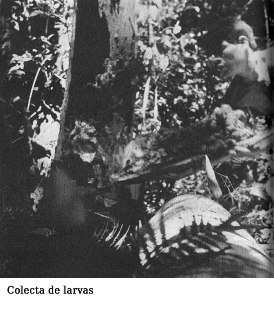 Crónica de los indios guayaquis - photo 20