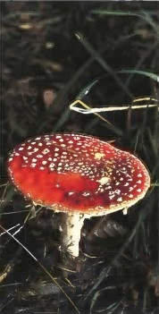 Amanita muscaria es un hermoso hongo que crece en los claros de los bosques - photo 3