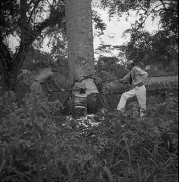 Cortando árboles de balsa en el interior de la selva Preparando los - photo 10