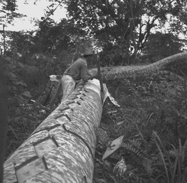 Preparando los troncos Heyerdahl durante el transporte de los troncos - photo 11