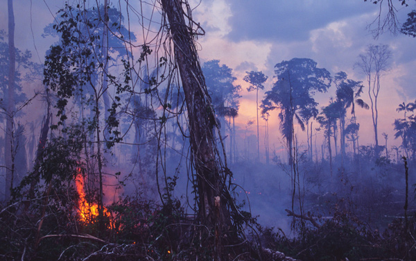 Incendio intencional Quemar la selva es la primera etapa para el avance de la - photo 2