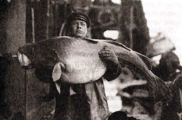 Agúst Ólafsson marinero del Ver posa con un bacalao para el chef del barco - photo 18