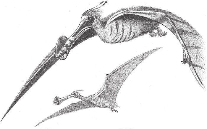 Ciencia o ficción han sobrevivido los pterosaurios Carlos Velázquez 1 Y sin - photo 4