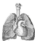 Sistema circulatorio 1991 Diecisiete roces con la muerte Un parto se - photo 17