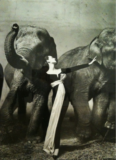 Dovima y los elefantes de Richard Avedon 1955 El éxito de sus vestidos - photo 2