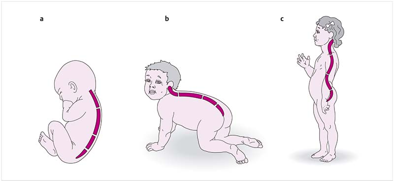 Figura 1-1 Desarrollo de las curvaturas espinales a Periodo embrionario - photo 6