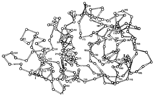 Fig 5 Representación esquemática de los pliegues de la cadena peptídica en la - photo 7