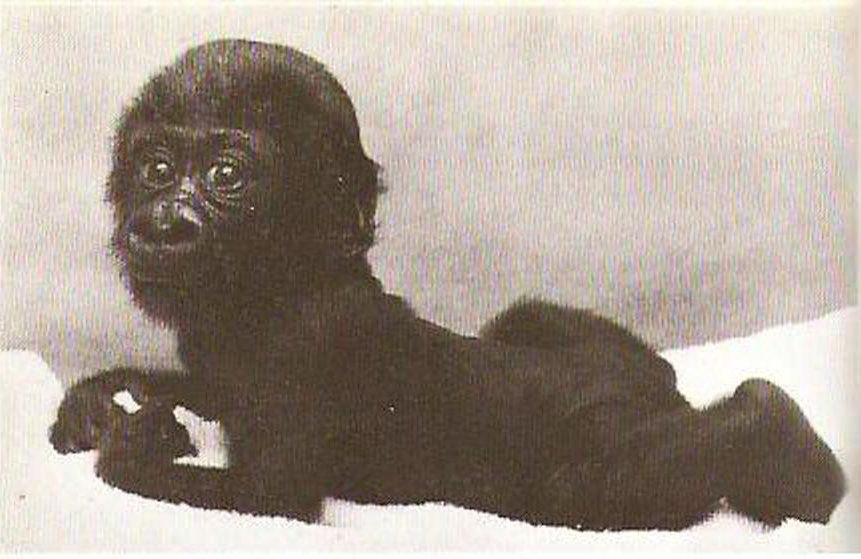 La foto del bebé gorila que se ganó a la princesa Grace El efervescente Simon - photo 4