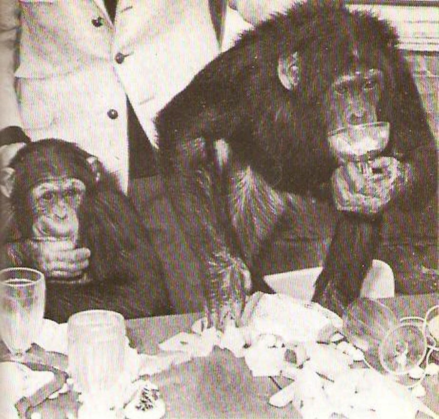 Chumley y Lulú los dos chimpancés que tomaron el té con mi madre David - photo 7