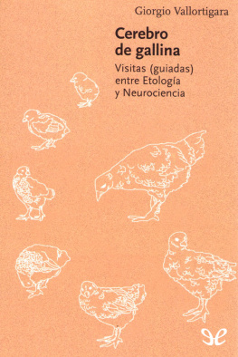 Giorgio Vallortigara - Cerebro de gallina