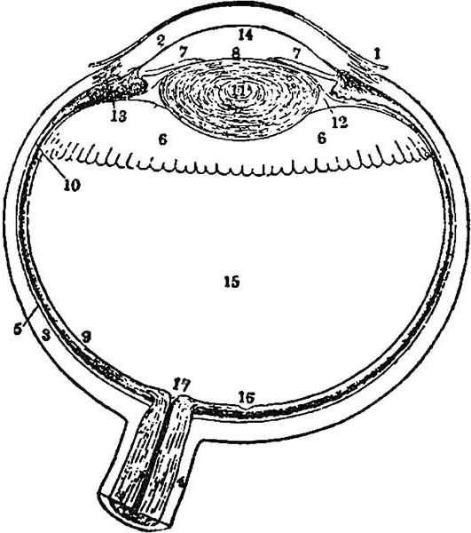 FIG 1 Visión del ojo humano dividido horizontalmente y por la mitad 1 - photo 1